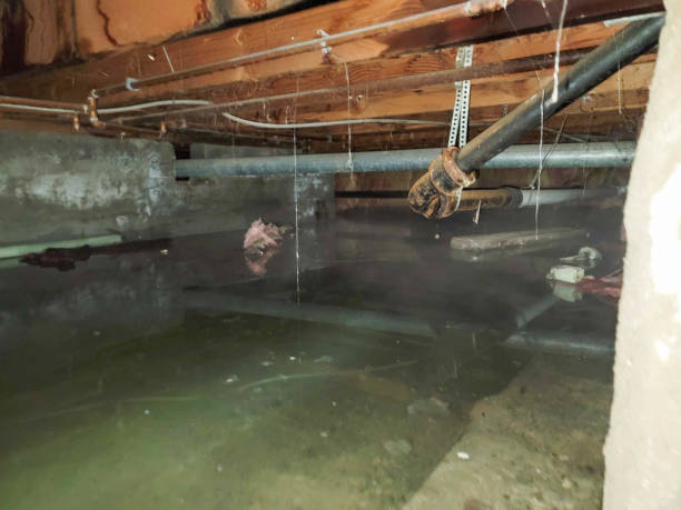 Best Water damage restoration company  in Lake Camelot, IL